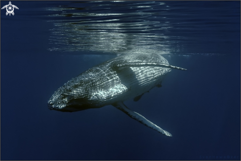 A humpback whale juvenile