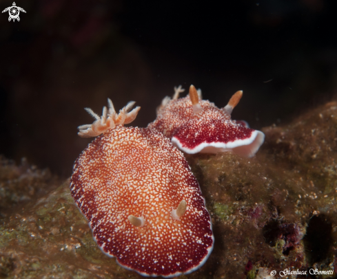 A nudibranco