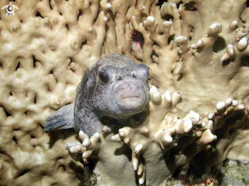 A puffer fish