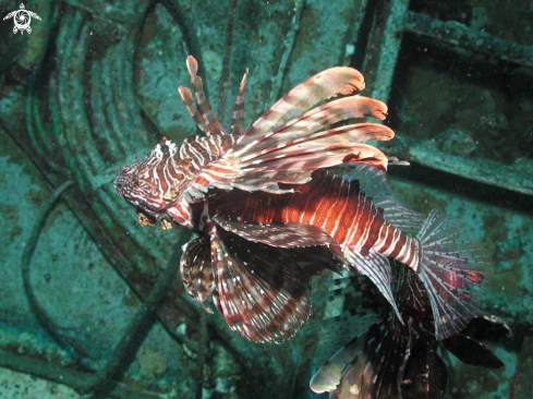 A lion fish