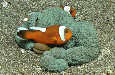 A anemone fish