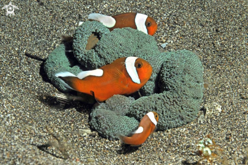 A anemone fish