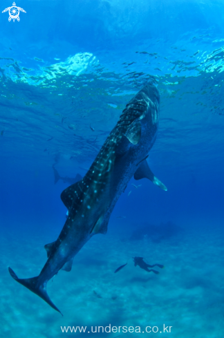 A whale shark