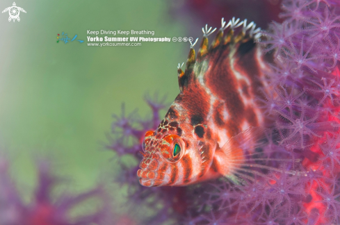 A Threadfin Hawkfish