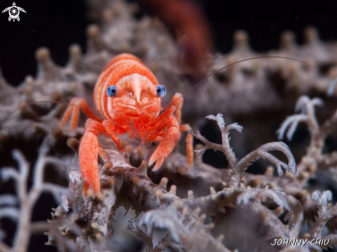 A Basket Star Shrimp | Basket Star Shrimp