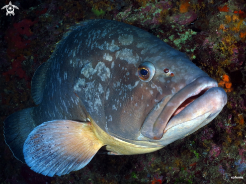 A Grouper