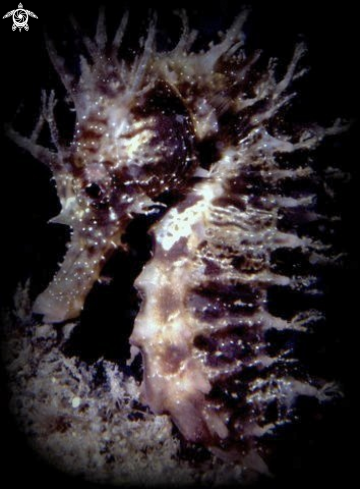 A sea horse