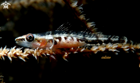 A Black Coral Goby