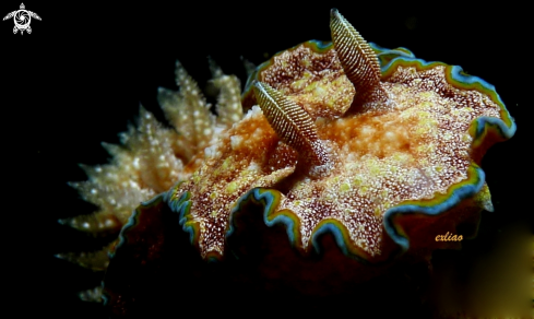 A Nudibranch