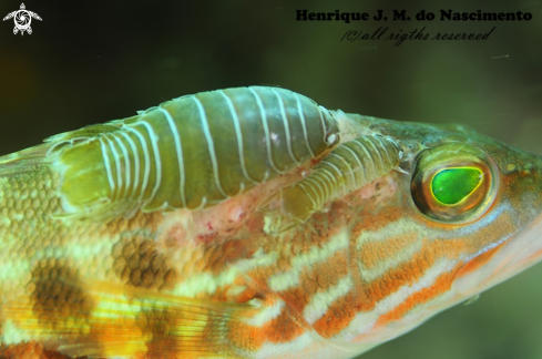 A Serranus cabrilla | fish / parasite