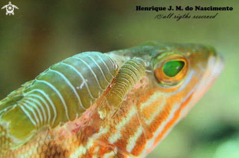 A Serranus cabrilla | fish / parasite