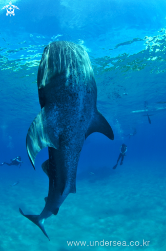 A whale shark