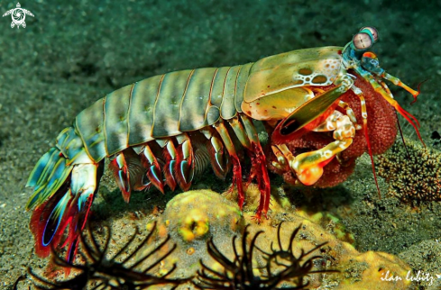 A Mantis shrimp