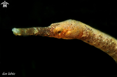 A pipe fish