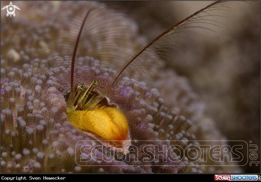 A Coral residing hermit crab 
