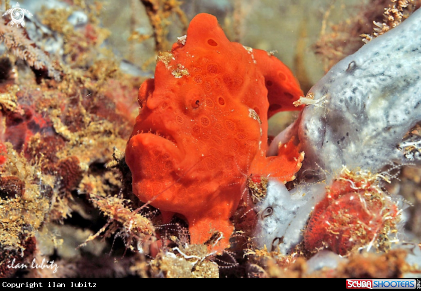 A frogfish