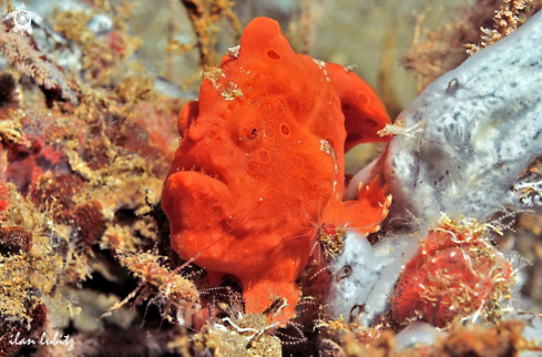 A frogfish