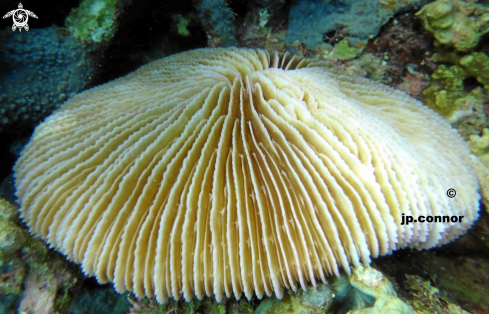 A corail champignon
