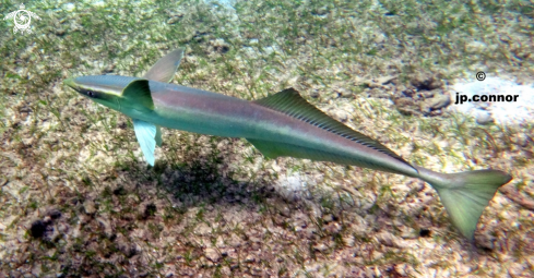 A Remora