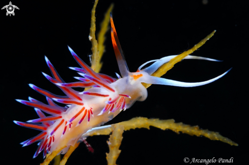 A Flabellina Cratena Peregrina