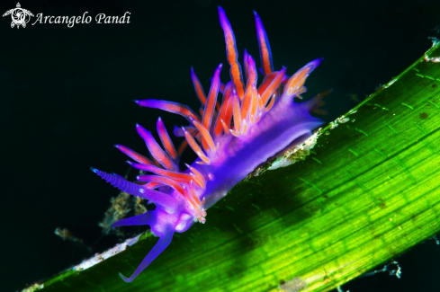 A Nudibranco Flabellina Affinis | Flabellina Affinis