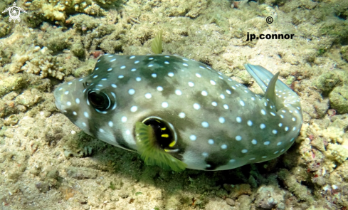 A Poisson ballon 