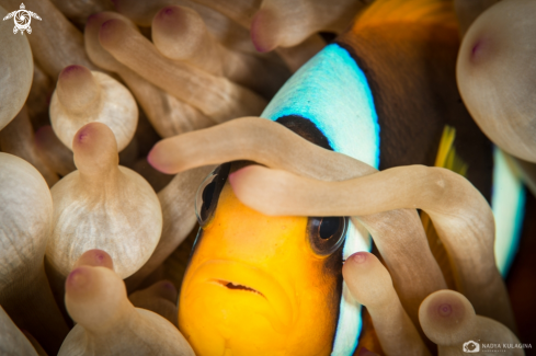 A Anemone fish