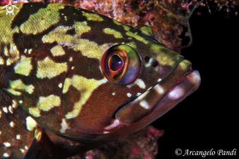 A Epinephelus marginatus | Cernia Bruna