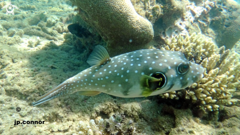 A Poisson ballon 