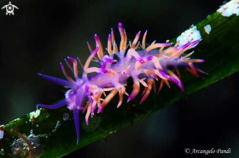 A Nudibranco Flabellina Affinis | Flabellina 