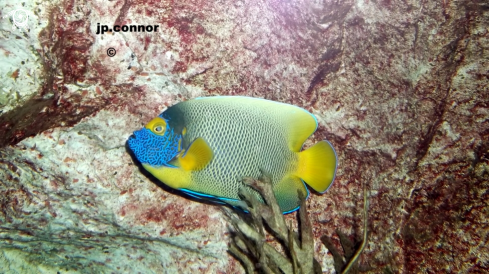 A Poisson Ange a tête bleue