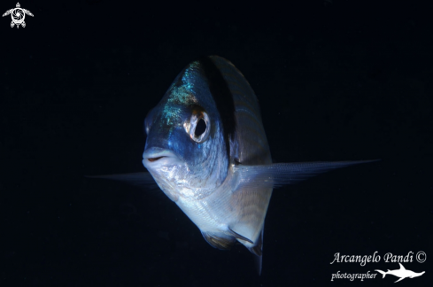 A Diplodus vulgaris    | Sarago fasciato