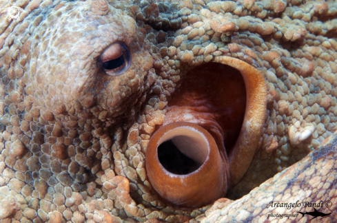 A Octopus vulgaris | Polpo 