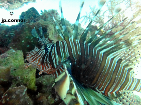 A Pterois-miles