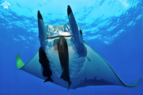 A Devil ray