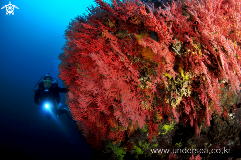 A Horn coral