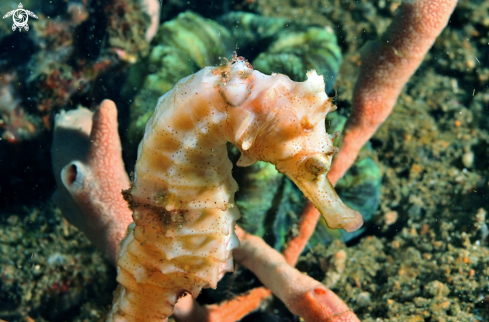 A sea horse