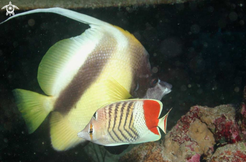 A reef fish