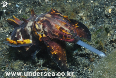 A framboyant cuttle fish