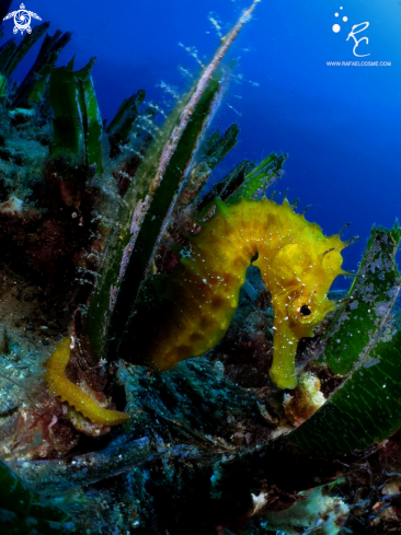 A sea horse