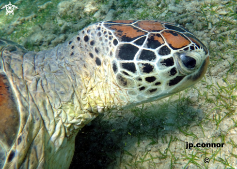 A Tortue Verte