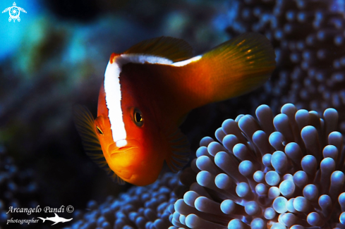 A Clownfish | Clownfish