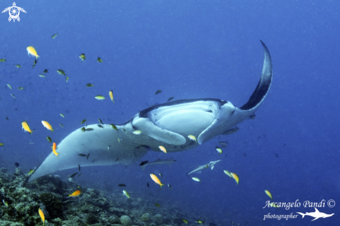 A Manta Birostris | Manta