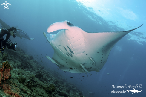 A Manta Birostris  | Manta