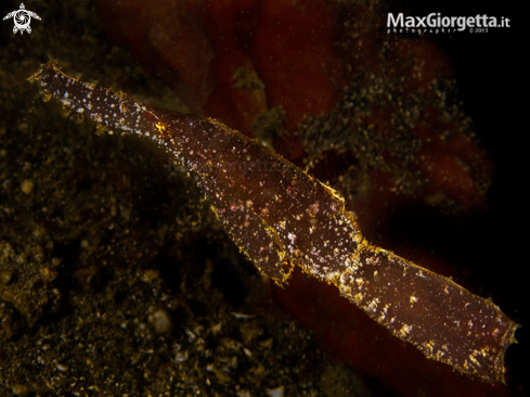 A Robust Ghost Pipefish