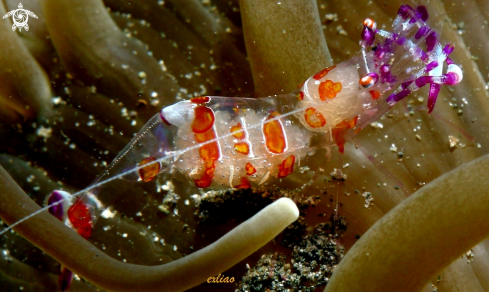 A Anemone Shrimp