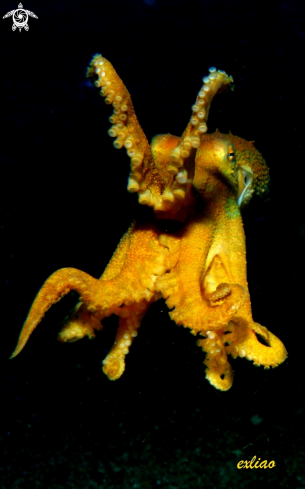 A Octopus