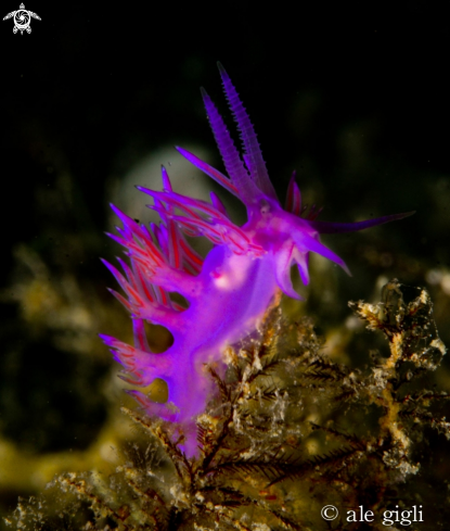 A nudibrancs