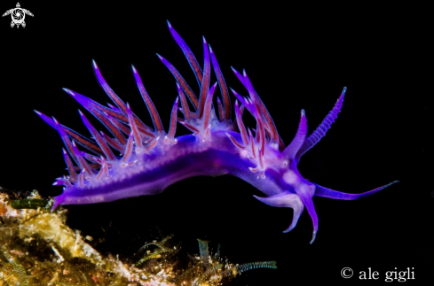 A nudibrancs