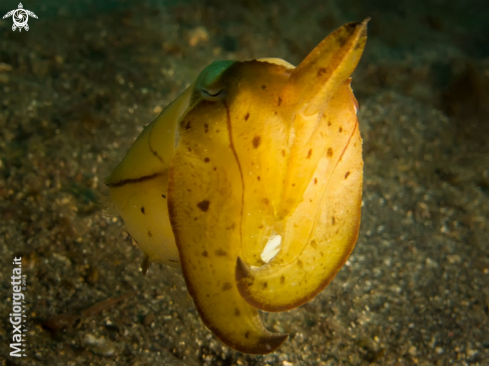 A jouvenile cuttle fish | seppia gialla giovane